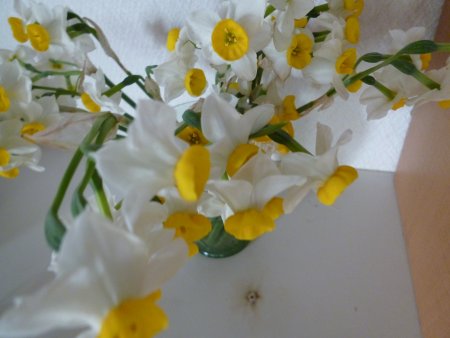 まずは、水仙。我が家の水仙は１月頃に咲き乱れていました。私は水仙の花の姿、芳香、そしてなによりもあの寒い季節に力強く咲いているその様が大好きです。