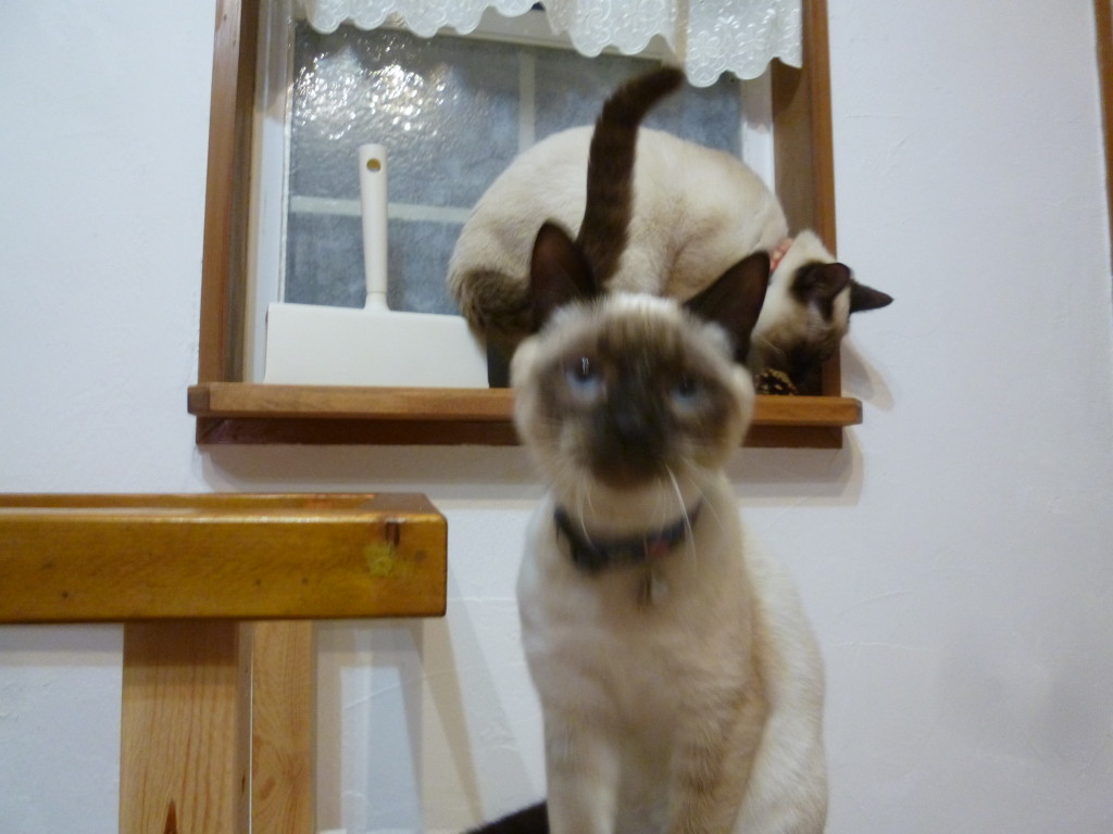 「むぎ」と「シャロン」