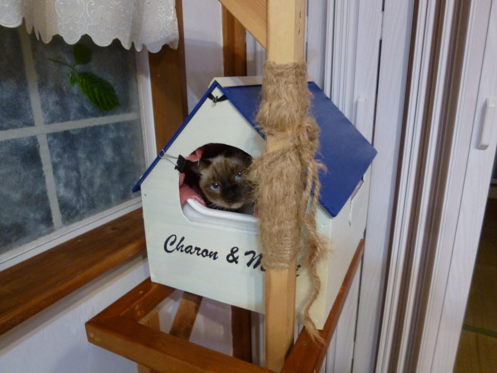 2匹入るとギュウギュウ(笑)とっても可愛いの。